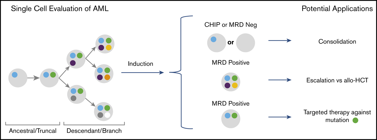 Single-cell mutational profiling enhances the clinical evaluation of AML MRD