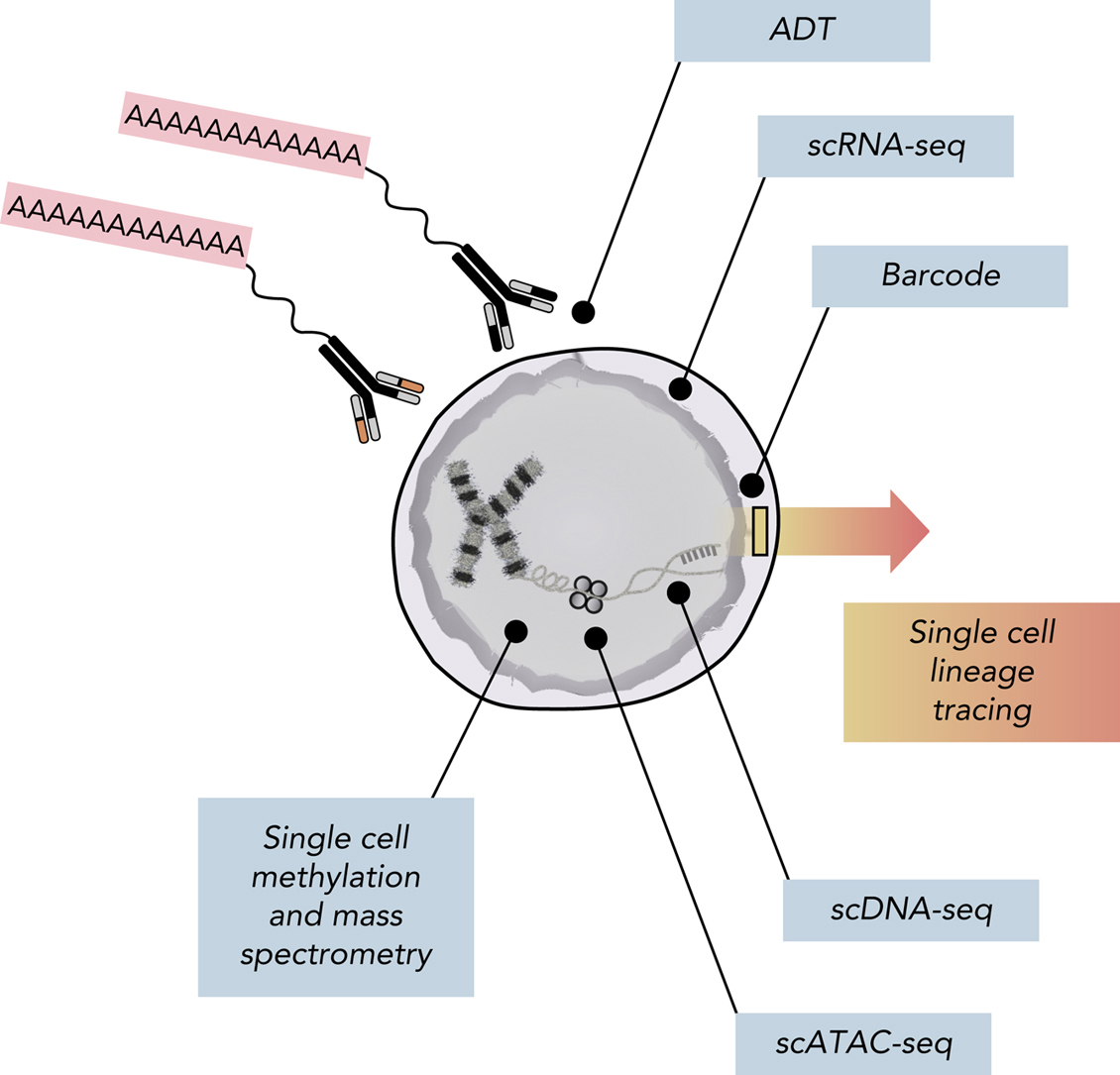 Single-cell genomics in AML extending the frontiers of AML research