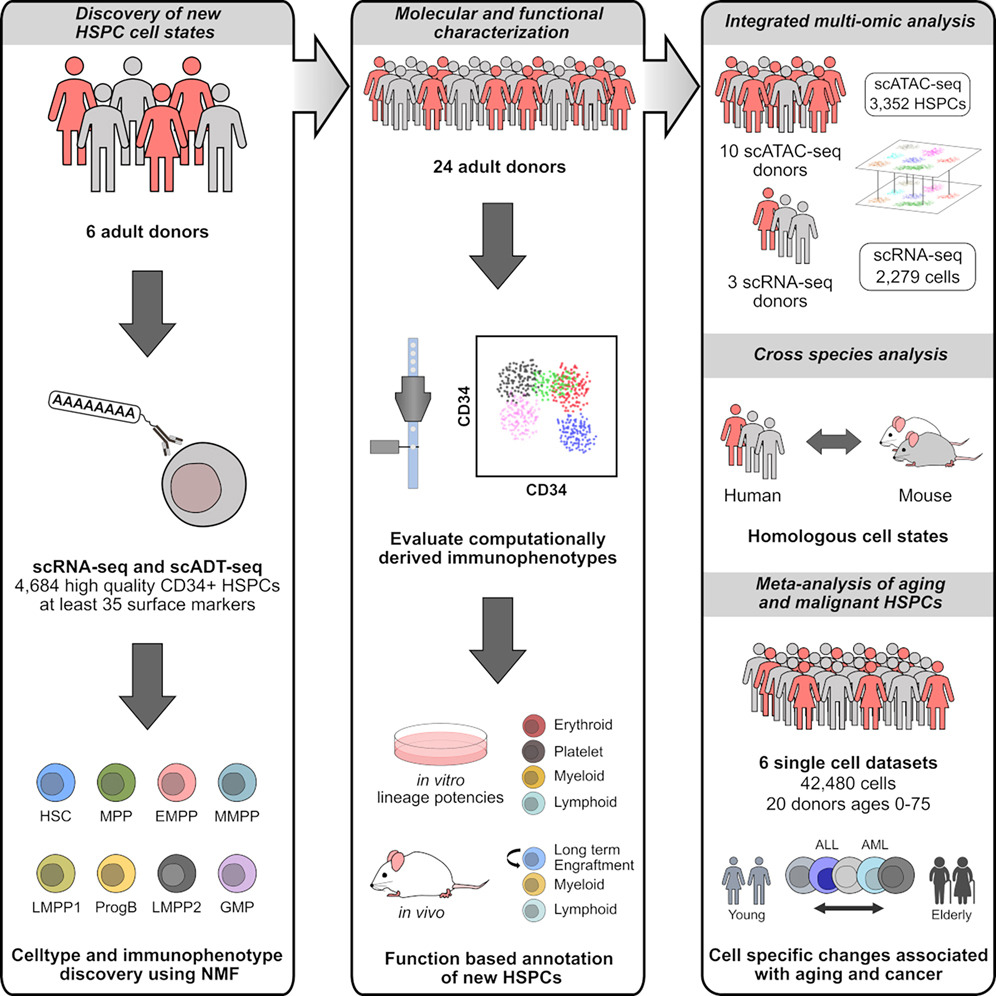A single-cell framework identifies functionally and molecularly distinct multipotent progenitors in adult human hematopoiesis